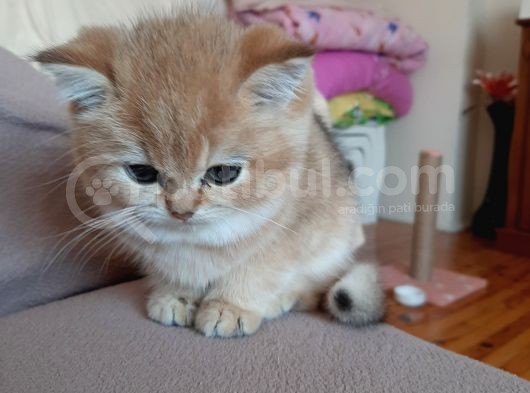 Ev Ortamında Büyüyen Sağlıklı Bebekler görsel