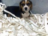 Orj. Babyface Eli̇zabeth Beagle Bebeklerimiz