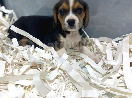 Orj. Babyface Eli̇zabeth Beagle Bebeklerimiz görsel