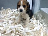 Orj. Babyface Eli̇zabeth Beagle Bebeklerimiz