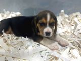 Orj. Babyface Eli̇zabeth Beagle Bebeklerimiz