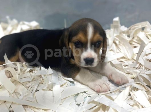 Orj. Babyface Eli̇zabeth Beagle Bebeklerimiz görsel