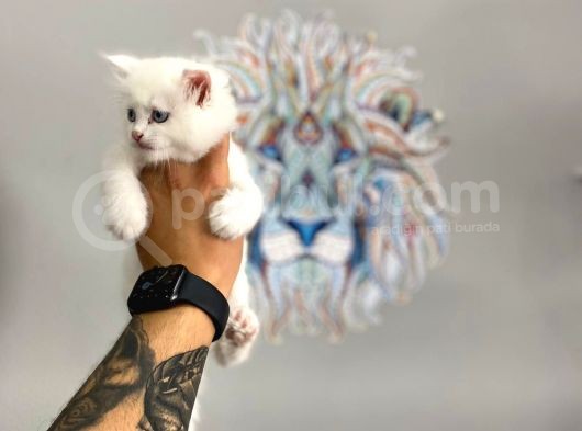 Orj. Babyface Bri̇ti̇sh Bluepoi̇nt Bebeklerimiz görsel
