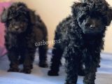 Siyah İnci Dişi Black Toy Poodle Yavrularımız