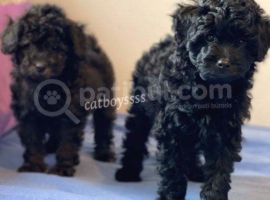 Siyah İnci Dişi Black Toy Poodle Yavrularımız görsel