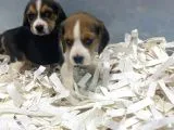 Orj. Babyface Eli̇zabeth Beagle Bebeklerimiz