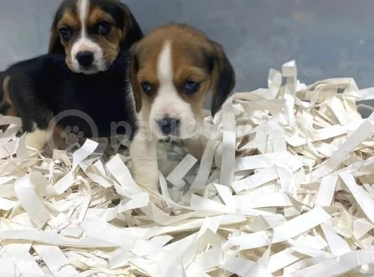 Orj. Babyface Eli̇zabeth Beagle Bebeklerimiz