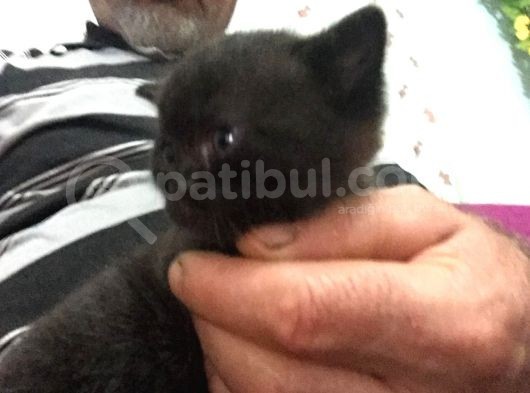 1.5 Aylık British Shorthair Siyah görsel