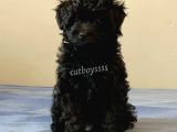 Siyah İnci Dişi Black Toy Poodle Yavrularımız