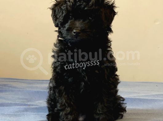 Siyah İnci Dişi Black Toy Poodle Yavrularımız görsel