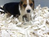 Orj. Babyface Eli̇zabeth Beagle Bebeklerimiz