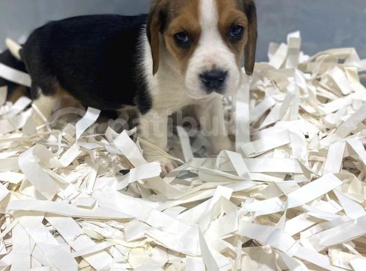 Orj. Babyface Eli̇zabeth Beagle Bebeklerimiz görsel