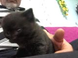 1.5 Aylık British Shorthair Siyah