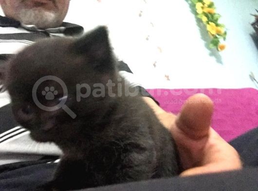 1.5 Aylık British Shorthair Siyah görsel