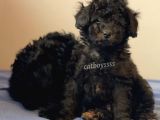 Silver Black Toy Poodle Yavrularımız