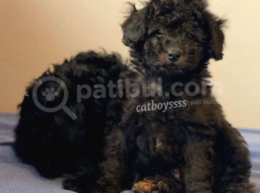 Silver Black Toy Poodle Yavrularımız görsel