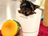 Safkan Yorkshire Terrier Erkek Yavrumuz