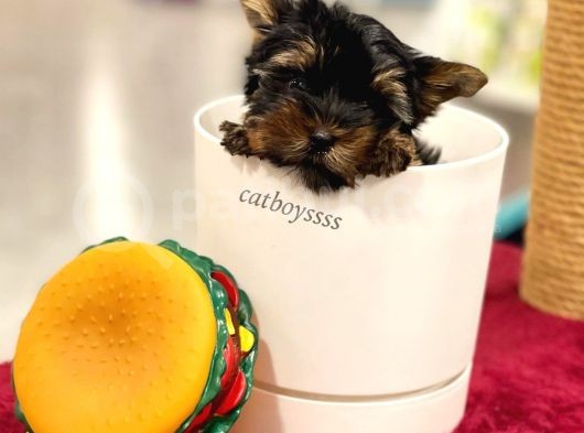 Safkan Yorkshire Terrier Erkek Yavrumuz görsel