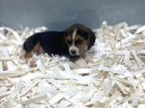 Orj. Babyface Eli̇zabeth Beagle Bebeklerimiz