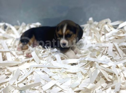 Orj. Babyface Eli̇zabeth Beagle Bebeklerimiz görsel