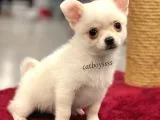 Longhair Beyaz Chihuahua Erkek Yavrumuz