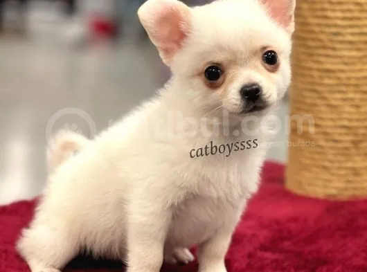 Longhair Beyaz Chihuahua Erkek Yavrumuz