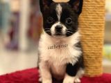 Siyah Beyaz Longhair Chihuahua Yavrumuz