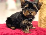 Safkan Yorkshire Terrier Erkek Yavrumuz