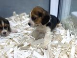 Orj. Babyface Eli̇zabeth Beagle Bebeklerimiz