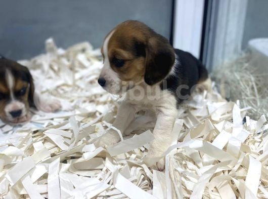 Orj. Babyface Eli̇zabeth Beagle Bebeklerimiz görsel