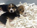 Orj. Babyface Eli̇zabeth Beagle Bebeklerimiz
