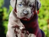 Blue Cane Corso Yavruları