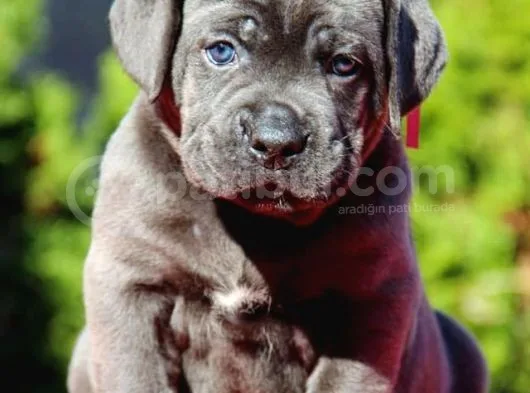 Blue Cane Corso Yavruları