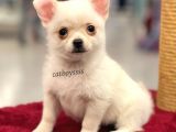 Longhair Beyaz Chihuahua Erkek Yavrumuz