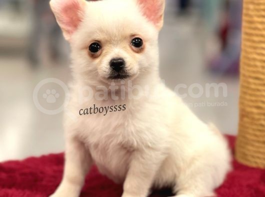Longhair Beyaz Chihuahua Erkek Yavrumuz görsel