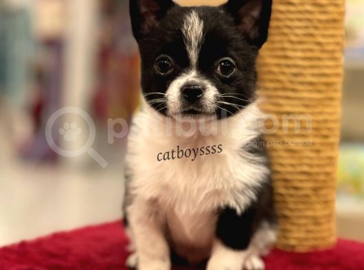 Siyah Beyaz Longhair Chihuahua Yavrumuz görsel