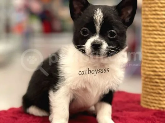 Siyah Beyaz Longhair Chihuahua Yavrumuz