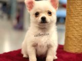 Longhair Beyaz Chihuahua Erkek Yavrumuz