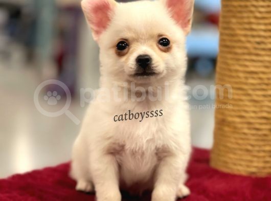 Longhair Beyaz Chihuahua Erkek Yavrumuz görsel