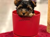 Mini Yorkshire Terrier Erkek Yavrumuz