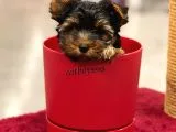 Mini Yorkshire Terrier Erkek Yavrumuz