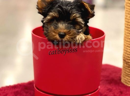 Mini Yorkshire Terrier Erkek Yavrumuz görsel