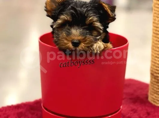Mini Yorkshire Terrier Erkek Yavrumuz