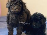 Silver Black Toy Poodle Yavrularımız