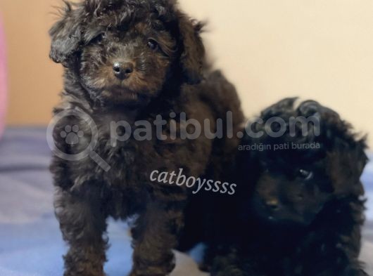 Silver Black Toy Poodle Yavrularımız görsel