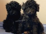 Silver Black Toy Poodle Yavrularımız