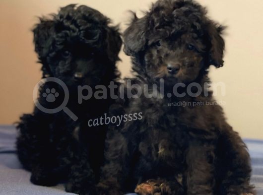 Silver Black Toy Poodle Yavrularımız görsel