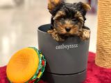 Mini Yorkshire Terrier Erkek Yavrumuz