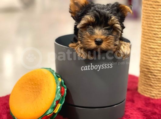 Mini Yorkshire Terrier Erkek Yavrumuz görsel