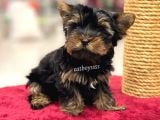 Safkan Yorkshire Terrier Erkek Yavrumuz